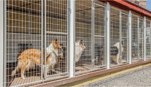 Professional  Dog Boarding Kennel Horizon Structures