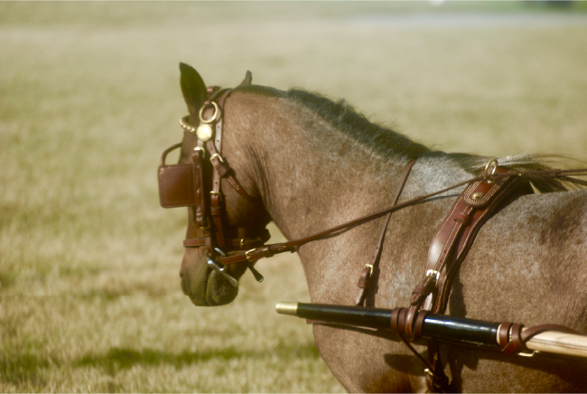 Budget-Friendly Ways to Start Carriage Driving