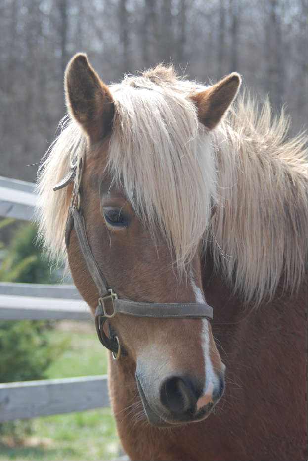 Haflinger Mare