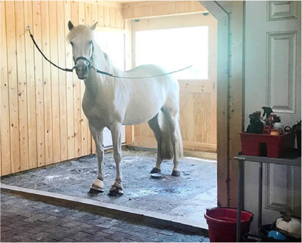 Horse in Wash Stall