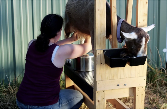 Goat Milking