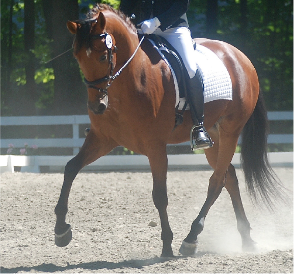 Simple Ways Forward To Master The Sitting Trot