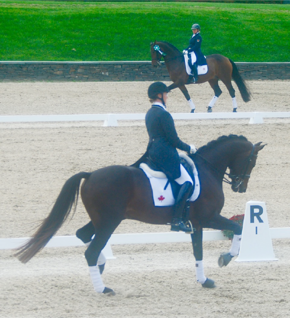 Dressage Show