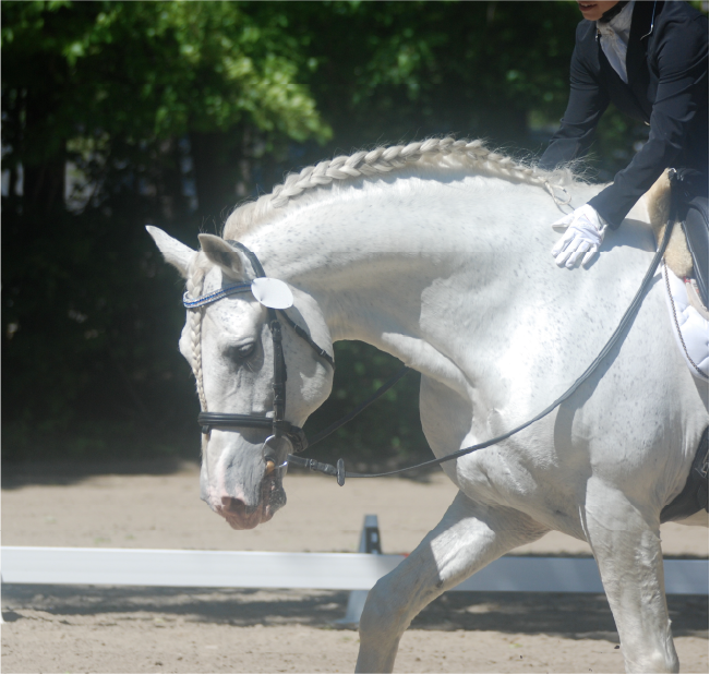 The Trouble With Training Horses