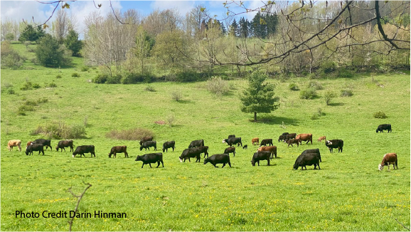 Time To Hit The Trail – The Catskill Scenic Trail That Is