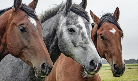 Grand Meadows Cares Series: Do Your Equine Feed Supplements Stack Up?
With Top 10 Tips To Ensure You Don’t Overpay