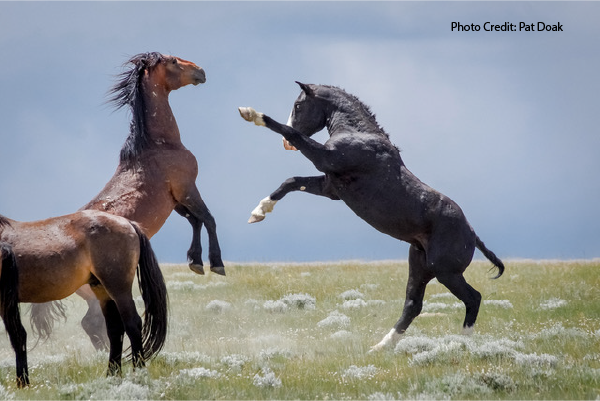 Wild Mustangs